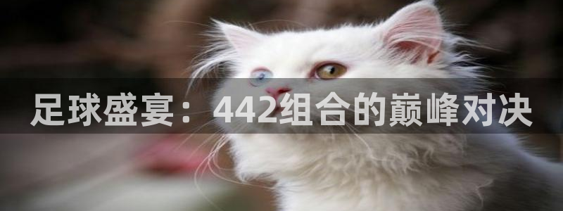 足球盛宴：442组合的巅峰对决
