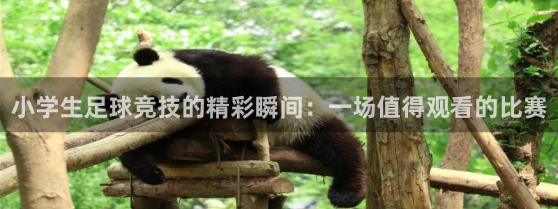 小学生足球竞技的精彩瞬间：一场值得观
